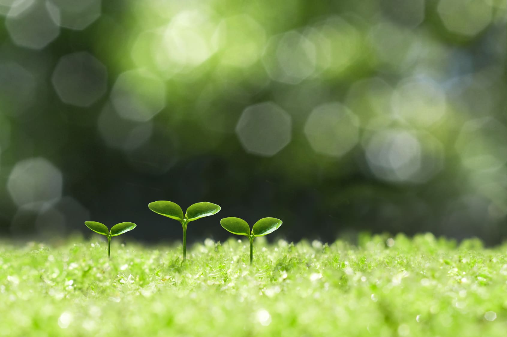 What's Growing in Our Garden? || Farmtrue Favorites