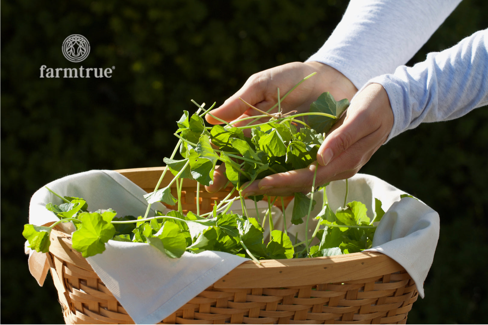 Create a Kitchen Herb Garden at Home - Step-by-Step Guide